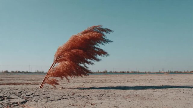 A brown plant with feathery tufts is blown by the wind, standing alone on a sandy landscape