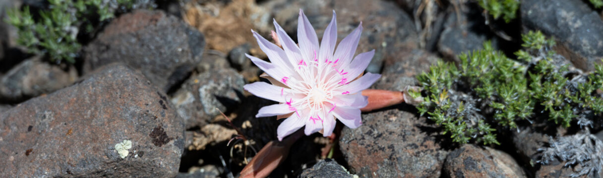 Pale pink flower of a Bitterroot, Lewisia Rediviva, plant blooming in the spring Shrub-Steppe arid rocky ground habitat in Columbia Plateau in eastern Washington
