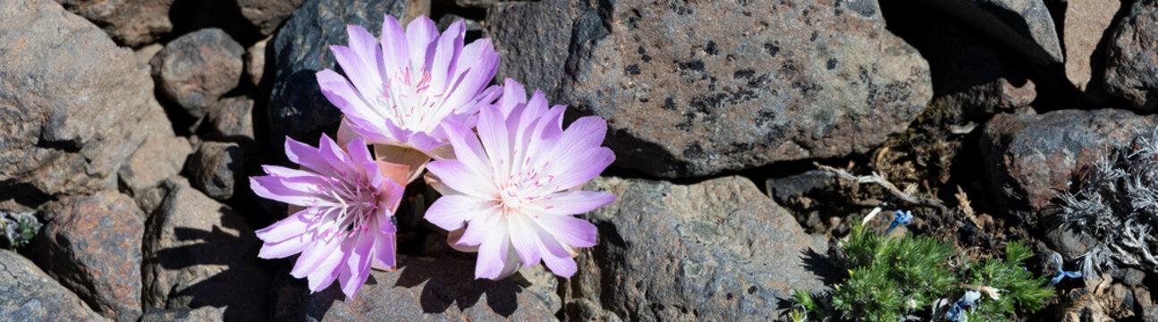 Pink flower of a Bitterroot, Lewisia Rediviva, plant blooming in the spring Shrub-Steppe arid rocky ground habitat in Eastern Washington, perennial wildflower
