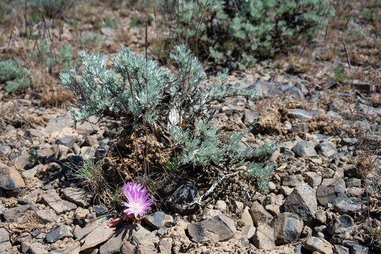 Pink flower of a Bitterroot, Lewisia Rediviva, plant blooming in the spring Shrub-Steppe arid rocky ground habitat in Eastern Washington, perennial wildflower
