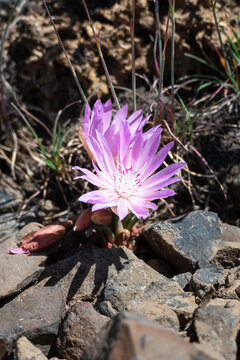 Pink flower of a Bitterroot, Lewisia Rediviva, plant blooming in the spring Shrub-Steppe arid rocky ground habitat in Eastern Washington, perennial wildflower
