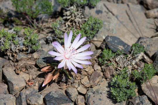Pale pink flower of a Bitterroot, Lewisia Rediviva, plant blooming in the spring Shrub-Steppe arid rocky ground habitat in Columbia Plateau in eastern Washington
