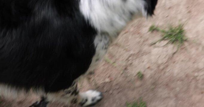 Cute dog running through wooden tunnel at training ground