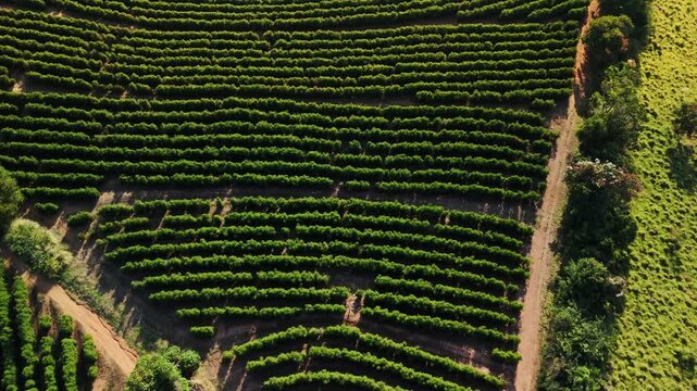 O in&iacute;cio do caf&eacute; perfeito: planta&ccedil;&atilde;o de caf&eacute; nas montanhas do Sul de Minas Gerais, video de drone, imagem a&eacute;rea 