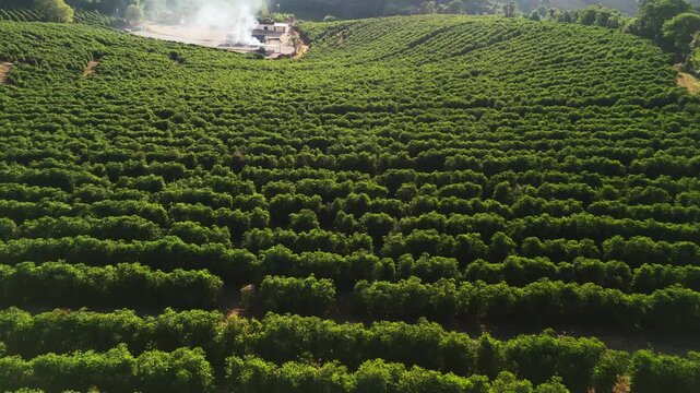 O in&iacute;cio do caf&eacute; perfeito: planta&ccedil;&atilde;o de caf&eacute; nas montanhas do Sul de Minas Gerais, video de drone, imagem a&eacute;rea 