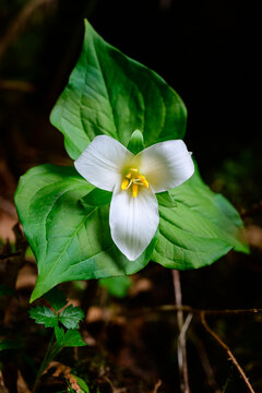 Trillium Dreams
