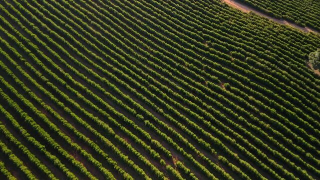 O in&iacute;cio do caf&eacute; perfeito: planta&ccedil;&atilde;o de caf&eacute; nas montanhas do Sul de Minas Gerais, video de drone, imagem a&eacute;rea 