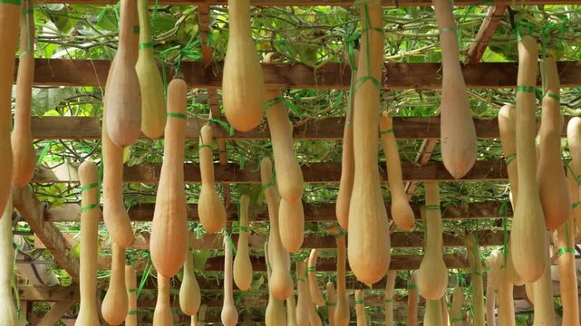 Long squash pumpkin growing on garden trellis for harves