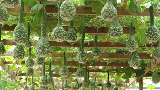Ornamental gourds hanging in a greenhouse trellis