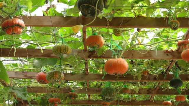 Colorful ornamental pumpkin hanging from vines in greenhouse