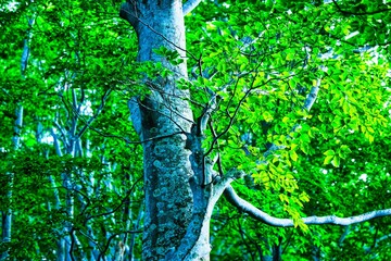 Fototapeta premium 巻機山へ続く登山道の樹木