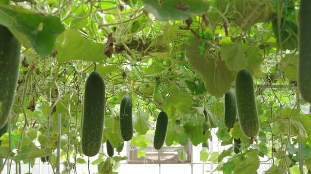 Winter melon growing on trellis in greenhouse plantation