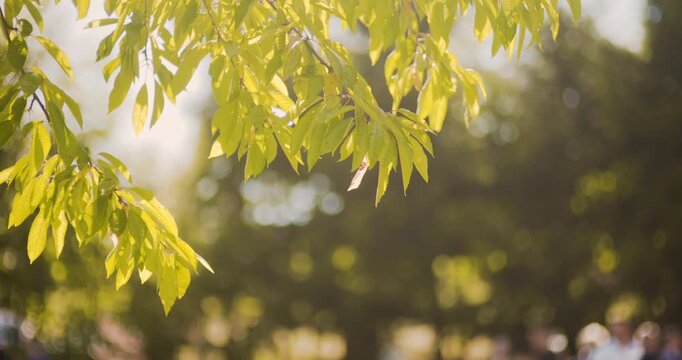 Sunlit green leaves with soft outdoor bokeh
