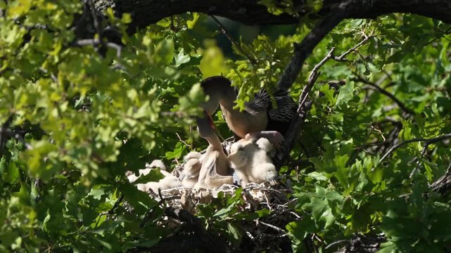 Parent egret is feeding baby anhinga in the nest with total 4 anhinga babies