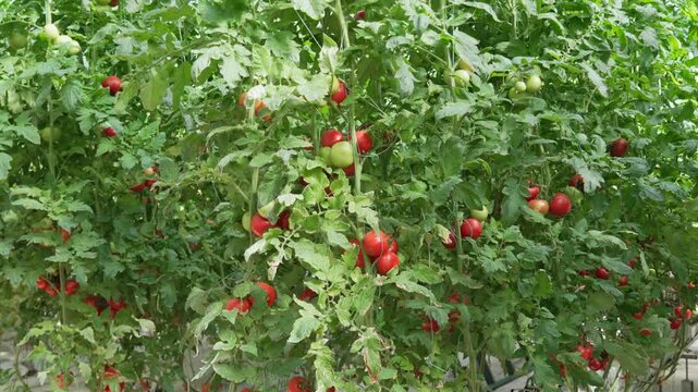 Tomato plants growing in controlled hydroponic greenhouse environment