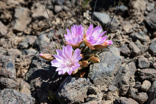 Pink flower of a Bitterroot, Lewisia Rediviva, plant blooming in the spring Shrub-Steppe arid rocky ground habitat in Eastern Washington, perennial wildflower
