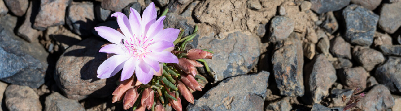 Pink flower of a Bitterroot, Lewisia Rediviva, plant blooming in the spring Shrub-Steppe arid rocky ground habitat in Eastern Washington, perennial wildflower
