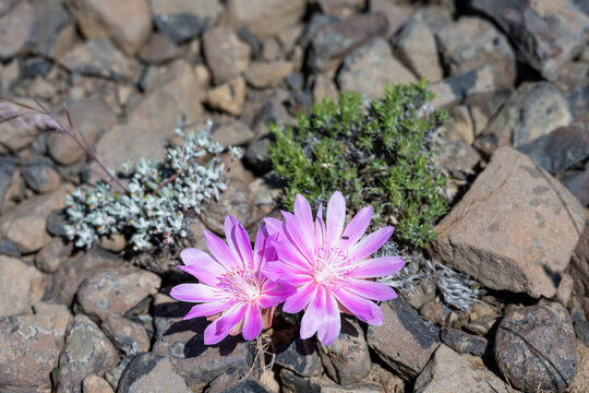 Pink flower of a Bitterroot, Lewisia Rediviva, plant blooming in the spring Shrub-Steppe arid rocky ground habitat in Eastern Washington, perennial wildflower
