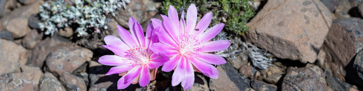 Pink flower of a Bitterroot, Lewisia Rediviva, plant blooming in the spring Shrub-Steppe arid rocky ground habitat in Eastern Washington, perennial wildflower
