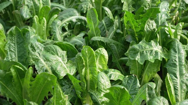 Green chicory plant leaves growing in garden field