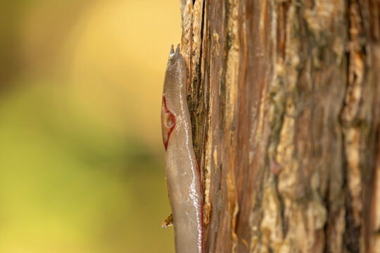The red triangle slug or Triboniophorus graeffei, is a species of air-breathing land slug, a terrestrial pulmonate gastropod molluscs in the family Athoracophoridae.