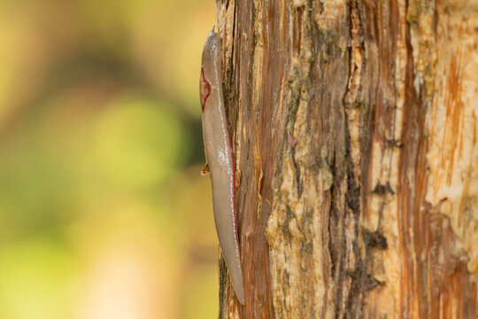 The red triangle slug or Triboniophorus graeffei, is a species of air-breathing land slug, a terrestrial pulmonate gastropod molluscs in the family Athoracophoridae.