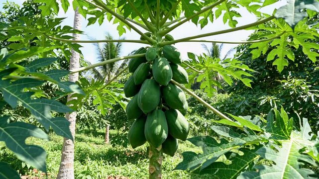 Close-up of green papaya fruits growing on a tropical tree in a lush garden.