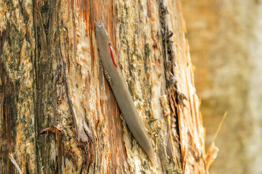 The red triangle slug or Triboniophorus graeffei, is a species of air-breathing land slug, a terrestrial pulmonate gastropod molluscs in the family Athoracophoridae.