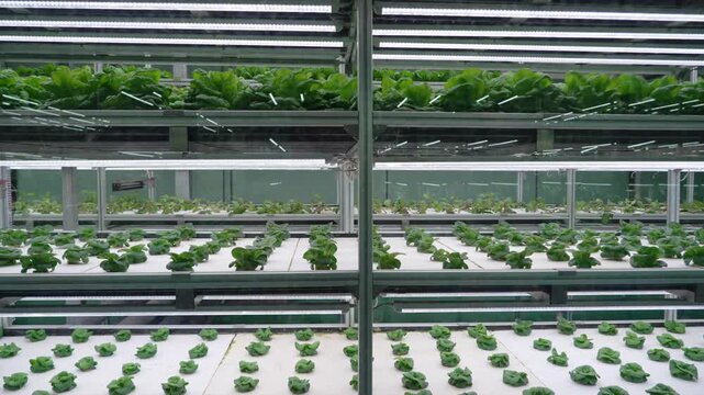 Vertical farm cultivating fresh vegetables with led lighting