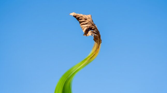 Dry brown autumn leaf ascending into clear blue sky with green rejuvenation trail behind it showing reverse aging, surreal time reversal nature hope concept vertical blue sky