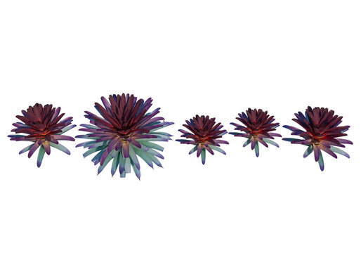 Decorative bromeliad plants with vibrant purple and green foliage isolated on transparent background. Tropical ornamental vegetation ideal for landscaping, gardening, and design concepts.