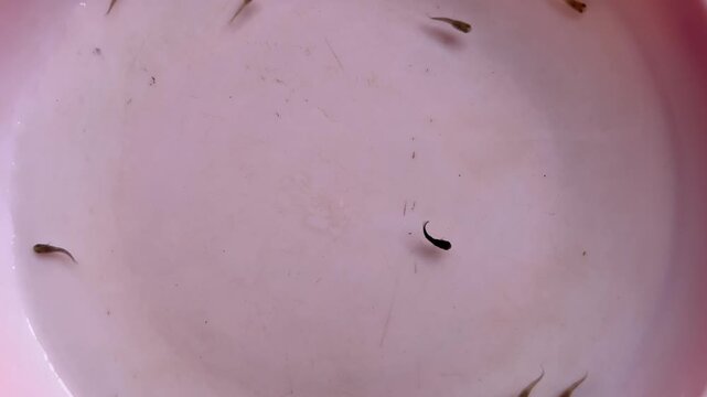 Newborn Molly Fish Fry Cluster in Container
