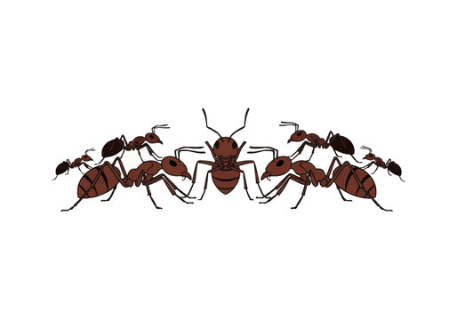 A group of seven stylized brown ants arranged in a symmetrical composition on a plain white background, featuring a central ant facing forward with supporting insects on both sides.