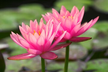 Obraz premium 水面に開花した鮮やかな赤色のスイレンの花