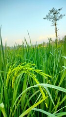 Fototapeta premium green wheat field