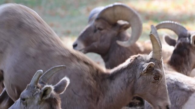 Bighorn Ram with Ewes Resting