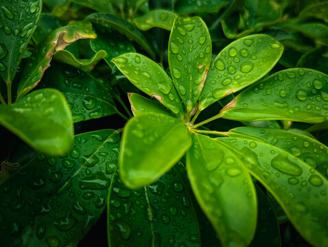 Fresh green umbrella plant (Schefflera) leaves covered in glistening raindrops or morning dew after a rain shower, close-up nature background.