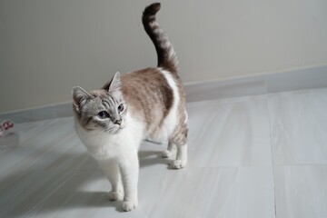 cat white © Ahmed J.R