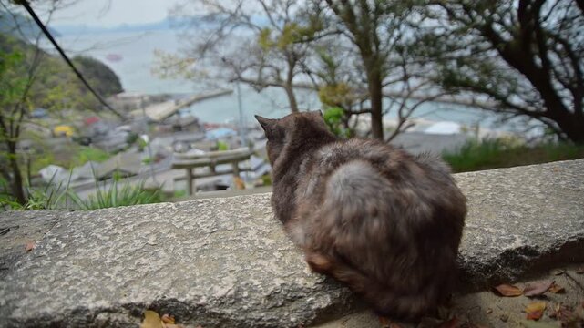 男木港を出港するフェリーを豊玉姫神社から見送る2匹の地域猫 （香川県高松市, 2026年4月）