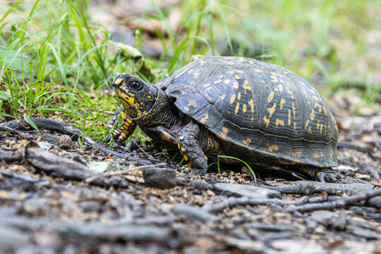 yellow box turtle close up with brown eyes beak face neck carapace leg pattern full size