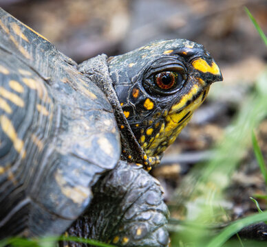 yellow box turtle close up with brown eyes beak face neck carapace leg pattern