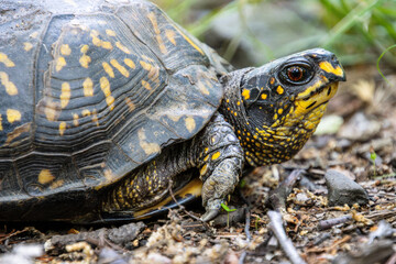 Obraz premium yellow box turtle close up with brown eyes beak face neck carapace leg pattern