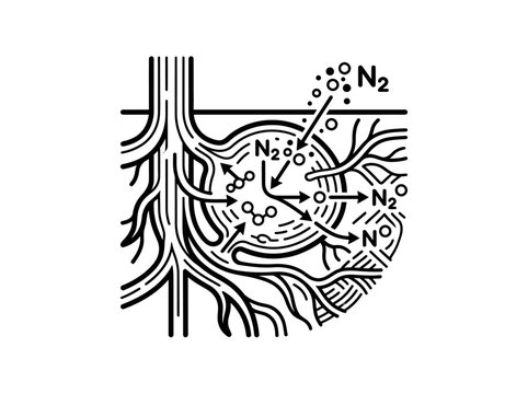 Close up diagram of nitrogen fixation in plant roots.