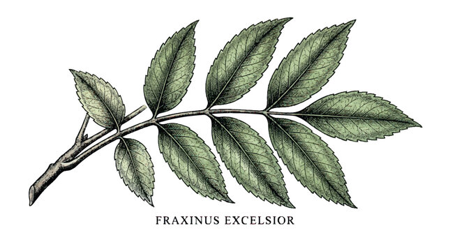 Colored Fraxinus Excelsior leaf engraving style vector illustration