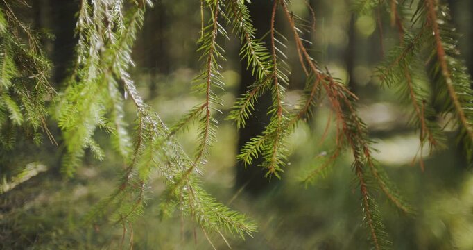 Evergreen Branches in Soft Forest Light