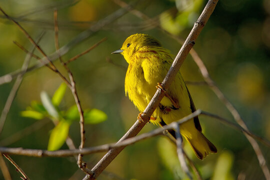 Yellow Warbler (Setophaga petechia)
