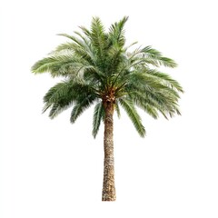 Obraz premium Lush tropical palm tree isolated.