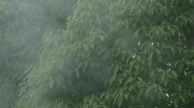 Rainy green leaves swaying in strong wind during rainy season in slow motion