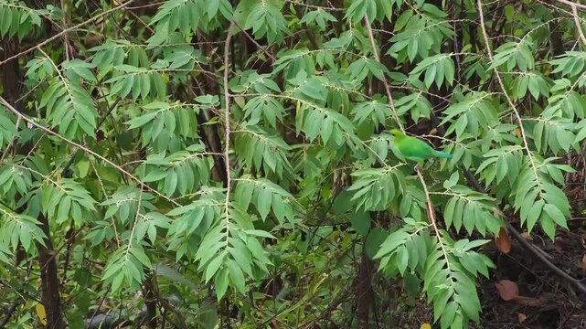 Yellow-throated Leafbird Repeated Hopping, Branch Traversal and Foliage Inspection in Tropical Forest, Palawan Philippines