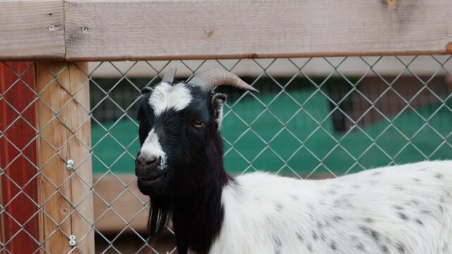 View of a white and black goat walking across a farmyard, with other animals and a feeding structure visible in the background